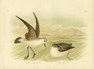 White-Faced Storm-Petrel by Gracius Broinowski